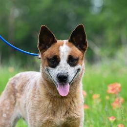 Tip - Australian Cattle Dog