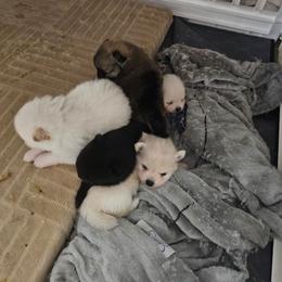 Im the little white one. - Cream parti male Pomeranian puppy in Modesto, California from SelfiePoms