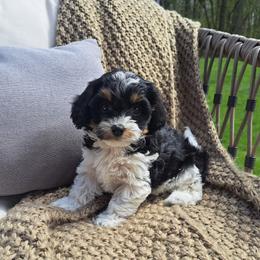 Girl 3 - female Cavapoo puppy in Mohnton, Pennsylvania from Maple Grove Cavaliers