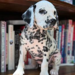 Male 5 - White and black male Dalmatian puppy in Lake Mathews, California from Bully Market