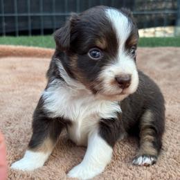 Green - Red tri female Miniature Australian Shepherd puppy in Arizona from Country Charm Mini Aussies