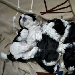 Shih Tzu Puppies from Seaside Shih Tzu