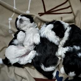Shih Tzu Puppies from Seaside Shih Tzu