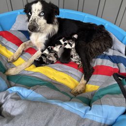 Border Collie puppies from Parris Border Collies
