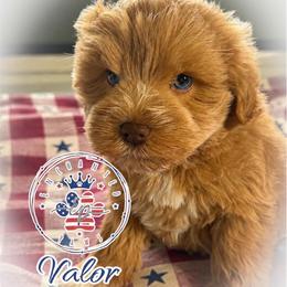 Valor - Wheaten male Miniature Schnauzer puppy in Dorr, Michigan from Enchanted Paws
