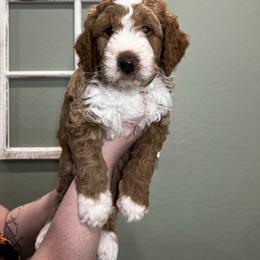 FROSTY - Red male Bernedoodle puppy in Wittmann, Arizona from Hidden Hollow Doodles