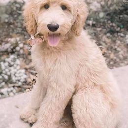 Goldendoodles from Southern Doods of South Ga