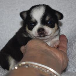 Ash - Black and tan male Chihuahua puppy in Gloucester, Virginia from Charlotte's Web of Chihuahuas