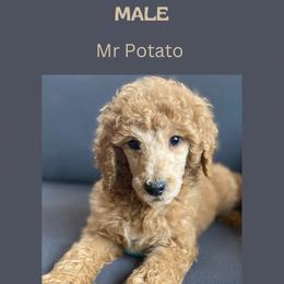 Potato - Red  Poodle puppy in Minnesota from Ferndale Family Pups