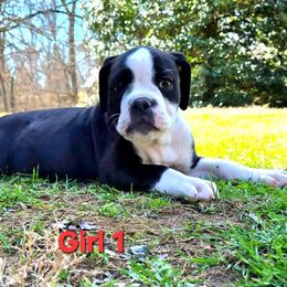 Girl 1 - Black and white female Olde English Bulldogge puppy in Lebanon, Tennessee from Old Hickory Farm Bulldogges