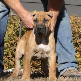 Black Collar - Fawn male Perro de Presa Canario puppy in Pocahontas, Illinois from Cabeza Grande Kennel