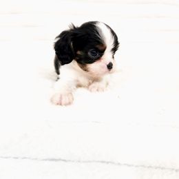 Baylor - Tri-color male Cavalier King Charles Spaniel puppy in Wilburton, Oklahoma from My Kids Kennel