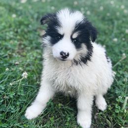 Marshall - Black and white male Pomsky puppy in Bolton, Connecticut from Elle Pomsky