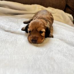 Girl 1 - Red female Dachshund puppy in Randolph, Mississippi from Barnes Family Kennel