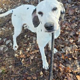 Yayorozu - White and black female Dalmatian puppy in Thayer, Missouri from Spotty Bottom Dalmatians