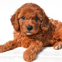 Candy - Red female Cavapoo puppy in Temecula, California from Designer Doodles