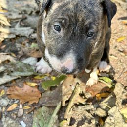 Hauser - Brindle and white male Bull Terrier puppy in Springfield, Ohio from Lynn Hill Bull Terriers