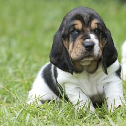 Lila Grace - Black tan and white female Basset Hound puppy in Middle Ga 1.5 Hrs From Atlanta, Georgia from Mountain Ridge Basset Hounds