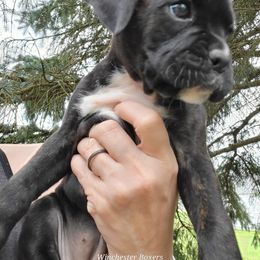 Boxer Puppies from Winchester Boxers