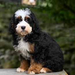 Ozark - Tri-color female Bernedoodle puppy in Dundee, Ohio from Down Home Doodle