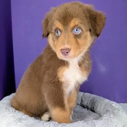 Jasmine3Boy3- RTM,LONG tail, blue eyes likely, CHIC-OFA-DNA-AKC Titled Parents - Red tri-color male Australian Shepherd puppy in South Hill, Virginia from Silverside Aussies LLC