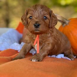 Orange - Red  male Goldendoodle puppy in Hesperia, Michigan from Red Acres Poodles & Doodles