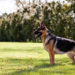 German Shepherd All Grown Up from Patricia's German Shepherds