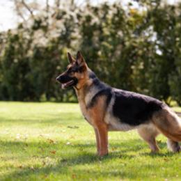 German Shepherd All Grown Up from Patricia's German Shepherds