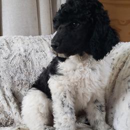 Poodles from Kelly's Poodles