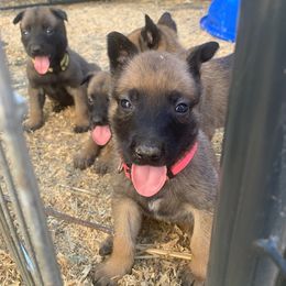 Belgian Malinois, Bull Terrier, and Dutch Shepherd Puppies from ROSC K9