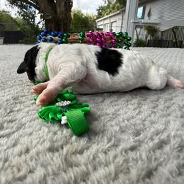 Freedom - Parti female Poodle puppy in Lakeland, Florida from Gulfside Poodles