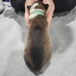 Shetland Sheepdog Puppies from Terri  Riley