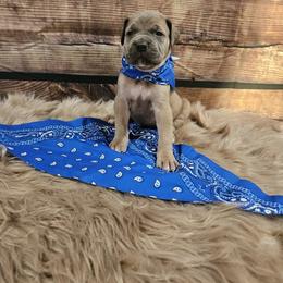 Cane Corso Puppies from Carrie Brown's Cane Corsos
