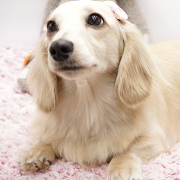 Sparrow - Dachshund