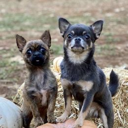 Chihuahuas from Red Paw Chihuahuas