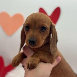 Girl 3 - Red female Dachshund puppy in Waynesville, North Carolina from Blue Ridge Doxies