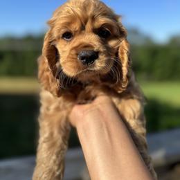 Cocker Spaniel All Grown Up from penny Powell