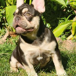 Bear - French Bulldog puppy in Hartford, Connecticut from French Bulldogs Planet
