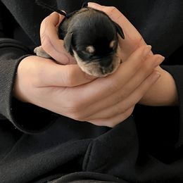 Boy 1 - Miniature Schnauzer puppy in Brighton, Michigan from Front Runner Miniature Schnauzers