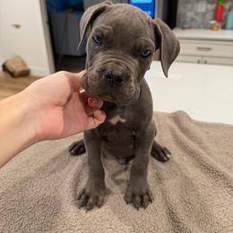 Gray Male 5 - Gray male Cane Corso puppy in Knoxville, Tennessee from Crowned Corso