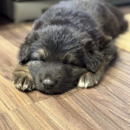 Green collar - Black and beige male Shiloh Shepherd puppy in Watchung, New Jersey from Blue Moon Shilohs