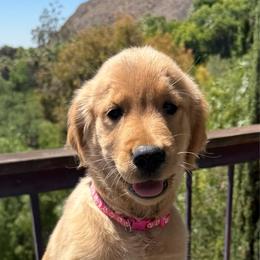 Hot Pink Collar Gal - Golden female Golden Retriever puppy in San Jacinto, California from Golden Retriever Puppy Bliss