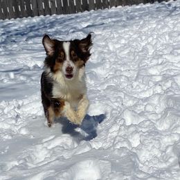 Aria - Miniature Australian Shepherd