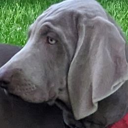 Weimaraner Puppies from Barton's Weimeraners