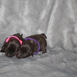 Girl 1 Chocolate - Chocolate female Labrador Retriever puppy in Four Oaks, North Carolina from TLC Retrievers