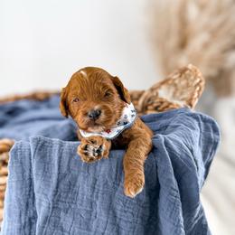 It's The Little Things- Clean Sheets - Red  male Goldendoodle puppy in Russell Springs, Kentucky from Milk & Honey Doodles