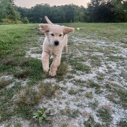 Golden Retriever Puppies from Apple Country Retrievers