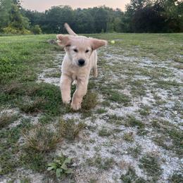 Golden Retriever Puppies from Apple Country Retrievers