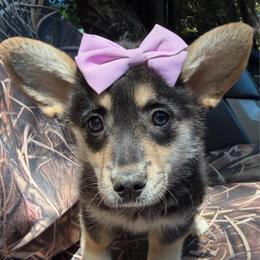 Wanda of Transylvania - Black and tan female American Corgi puppy in Grants Pass, Oregon from KnR Antler Dogs ~ Labrador Retrievers & Corgis