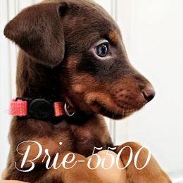 Brie - Red and rust female Doberman Pinscher puppy in Aurora, Indiana from Double-Take Doberman Kennels